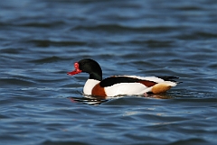 David Plant Photography - Wildlife Photograph - Shelduck - F